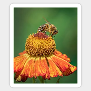 Honeybee on Helenium Flower with Green Background Sticker